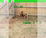 Small Photo #3 Australian Shepherd-Beagle Mix Puppy For Sale in Pensacola, FL, USA