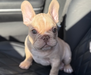 French Bulldog Litter for sale in LAS VEGAS, NV, USA