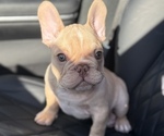 Small French Bulldog