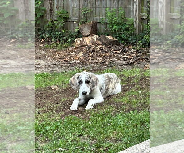 Medium Photo #2 Saint Bernard-Unknown Mix Puppy For Sale in South Bend, IN, USA