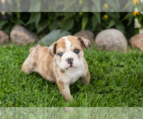 Medium Photo #2 English Bulldog Puppy For Sale in BOURBON, IN, USA