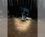 Small #2 American Rat Pinscher