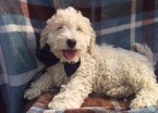 Small Photo #1 Bichpoo Puppy For Sale in EPHRATA, PA, USA