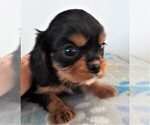 Small Photo #6 Cavalier King Charles Spaniel Puppy For Sale in CARLISLE, KY, USA