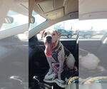 Small American Bulldog Mix