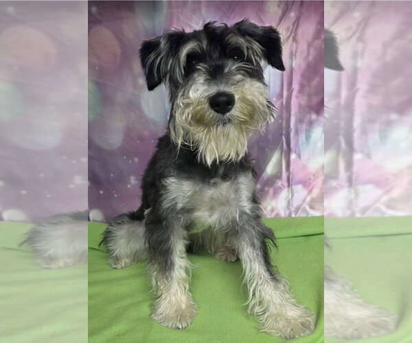 Medium Photo #3 Mutt Puppy For Sale in Lakewood, CO, USA