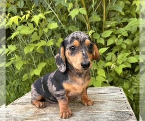 Dachshund Puppy for sale in MIDDLEBURY, IN, USA