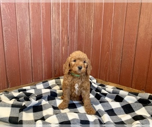 Goldendoodle Puppy for Sale in RITTMAN, Ohio USA
