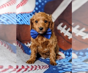 Goldendoodle (Miniature) Puppy for sale in OXFORD, PA, USA