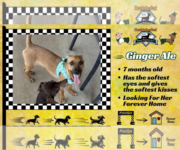 Medium Photo #2 Dachshund-Unknown Mix Puppy For Sale in San Antonio, TX, USA