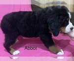 Small Photo #4 Bernese Mountain Dog Puppy For Sale in SHERIDAN, MI, USA
