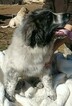 Small Photo #2 Great Pyrenees-Karakachan Mix Puppy For Sale in ALTAVISTA, VA, USA
