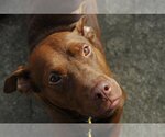 Small Photo #9 Doberman Pinscher-Labrador Retriever Mix Puppy For Sale in Blacklick, OH, USA