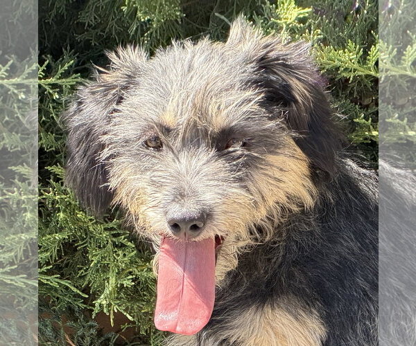 Medium Photo #1 Mutt Puppy For Sale in Albuquerque, NM, USA