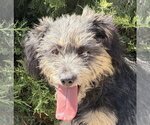 Small Mutt