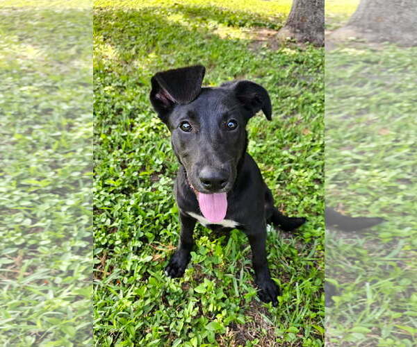 Medium Photo #7 German Shepherd Dog-Unknown Mix Puppy For Sale in Royal Palm Beach, FL, USA