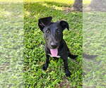 Small #6 German Shepherd Dog Mix