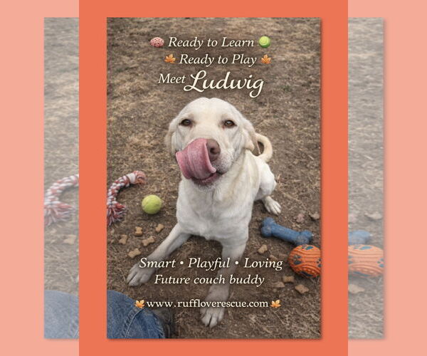 Medium Photo #1 Mutt Puppy For Sale in Thomasville, NC, USA