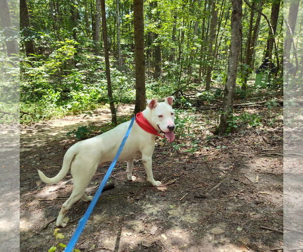 Medium Photo #5 Bull Terrier-Unknown Mix Puppy For Sale in Rustburg, VA, USA