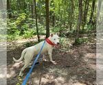 Small #4 Bull Terrier Mix