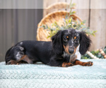 Small #1 Dachshund