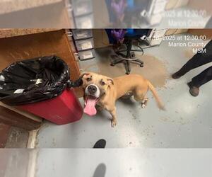 Boxer-Unknown Mix Dogs for adoption in Ocala, FL, USA