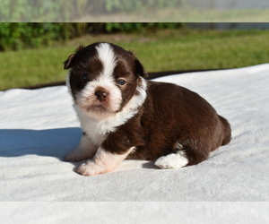 Auss-Tzu Puppy for sale in PALM COAST, FL, USA