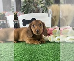 Small #1 Dachshund