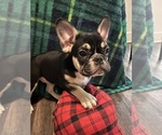 Puppy Sox French Bulldog