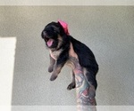 Small #15 German Shepherd Dog