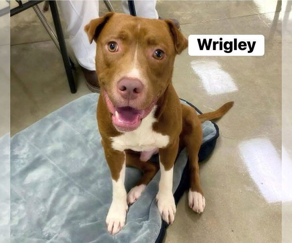 Medium Photo #4 Labrador Retriever-Unknown Mix Puppy For Sale in Alexander, AR, USA