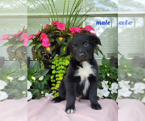 Medium Photo #9 Australian Shepherd Puppy For Sale in ROCKY FACE, GA, USA