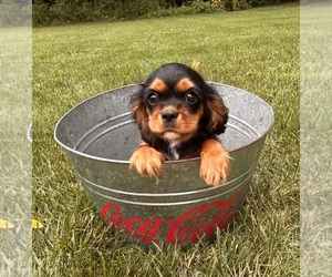 Cavalier King Charles Spaniel Puppy for Sale in MIDDLEBURY, Indiana USA