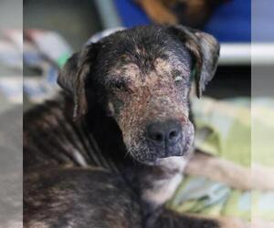 Chinese Shar-Pei-Unknown Mix Dogs for adoption in San Antonio, TX, USA
