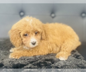 Cavalier King Charles Spaniel-Poodle (Toy) Mix Puppy for sale in CINCINNATI, OH, USA