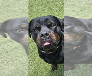 Bane - Male Rottweiler Dog for Adoption - Photo #2