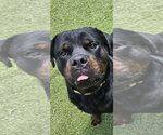 Small Photo #2 Rottweiler Puppy For Sale in Mooresville, NC, USA