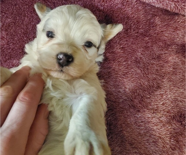 Medium Photo #26 Bernedoodle (Miniature) Puppy For Sale in LEETONIA, OH, USA