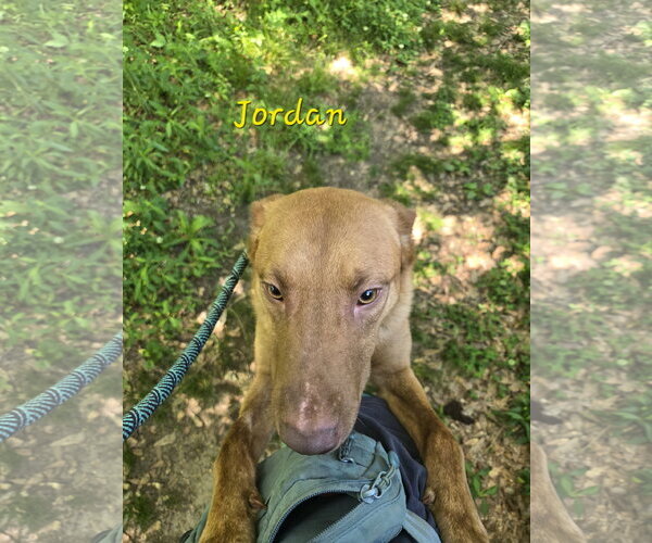 Medium Photo #4 Chocolate Labrador retriever-Unknown Mix Puppy For Sale in Jackson, MS, USA