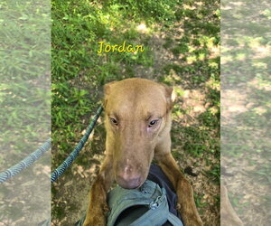 Jordan - Male Chocolate Labrador retriever-Unknown Mix Dog for Adoption - Photo #4