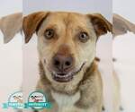Small #1 Retriever  Mix