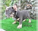 Small #3 French Bulldog