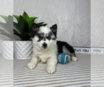 Small #2 Pomsky