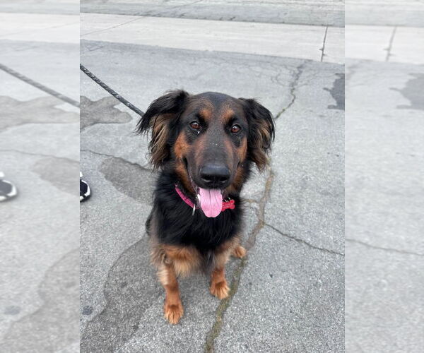 Medium Photo #19 German Shepherd Dog-Unknown Mix Puppy For Sale in Lake Forest, CA, USA