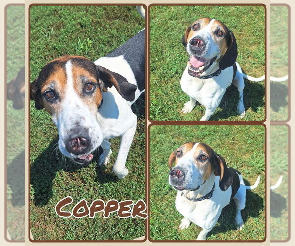 Medium Photo #1 Coonhound Puppy For Sale in Pierceton , IN, USA