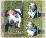 Small Coonhound