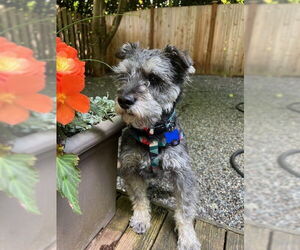 Mutt Dogs for adoption in Bellevue, WA, USA