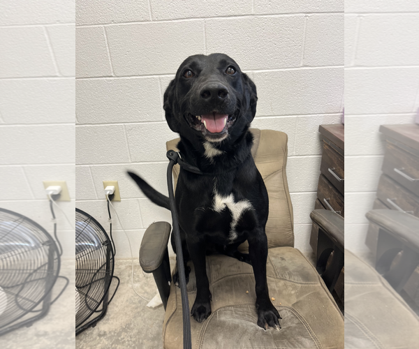 Medium Photo #1 Labrador Retriever-Unknown Mix Puppy For Sale in Maryville, TN, USA
