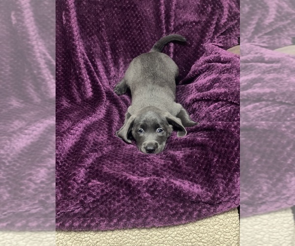 Medium Photo #2 Labrador Retriever Puppy For Sale in KITTRELL, NC, USA