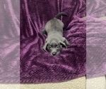 Small Photo #2 Labrador Retriever Puppy For Sale in KITTRELL, NC, USA